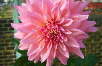 Картинка цветы георгины клумба