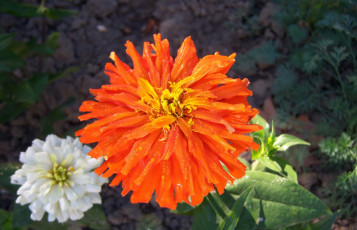 Картинка цветы цинния клумба