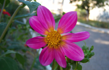 Картинка цветы георгины розовый