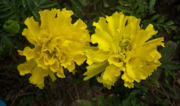 Картинка цветы бархатцы клумба