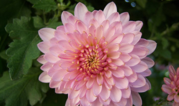 Картинка цветы хризантемы клумба