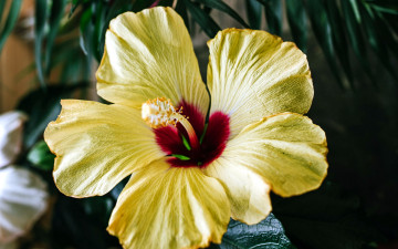 Картинка цветы гибискусы макро