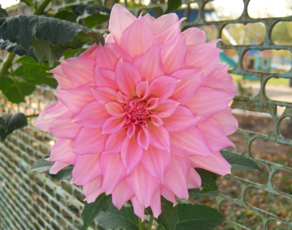 Обои картинки фото цветы, георгины, клумба