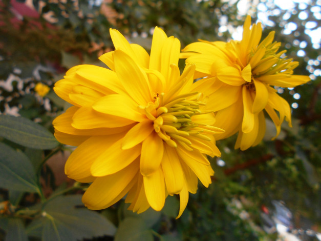 Обои картинки фото цветы, георгины