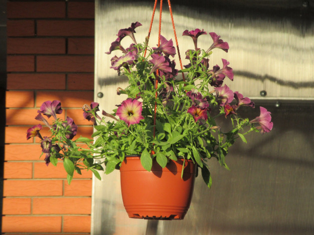 Обои картинки фото цветы, петунии,  калибрахоа, лето, 2018