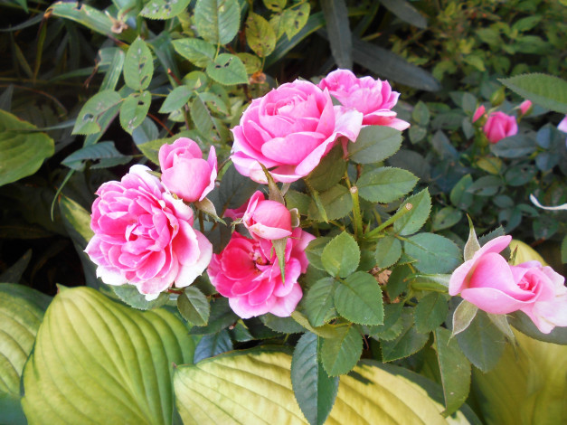 Обои картинки фото цветы, розы