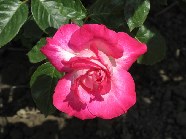 Обои картинки фото цветы, розы, лето, 2018