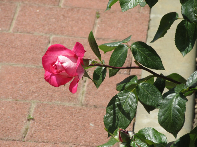 Обои картинки фото цветы, розы, лето, 2018