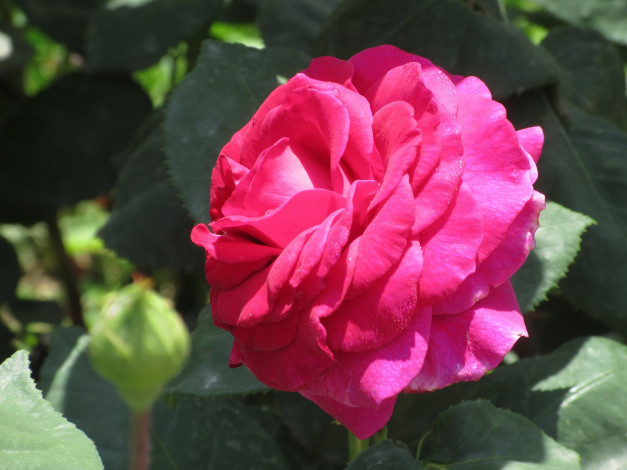 Обои картинки фото цветы, розы, лето, 2018