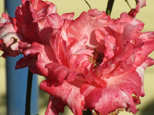 Обои картинки фото цветы, розы, лето, 2018