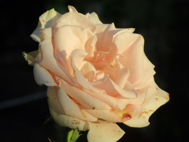 Обои картинки фото цветы, розы, лето, 2018