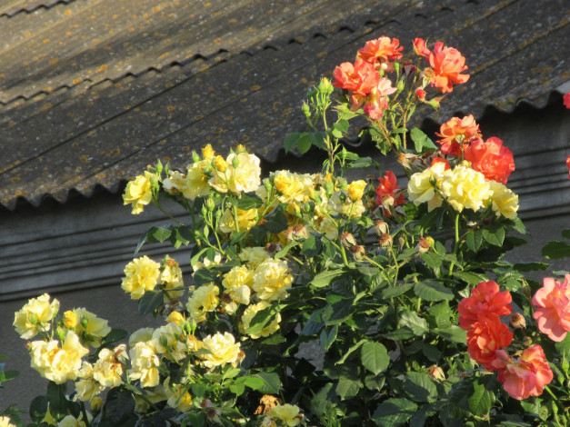 Обои картинки фото цветы, розы, лето, 2018