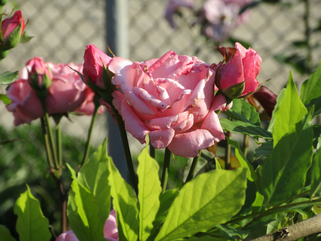 Обои картинки фото цветы, розы, лето, 2018