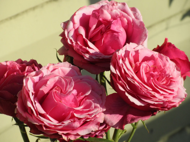 Обои картинки фото цветы, розы, лето, 2018