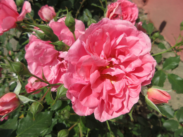 Обои картинки фото цветы, розы, весна, 2018