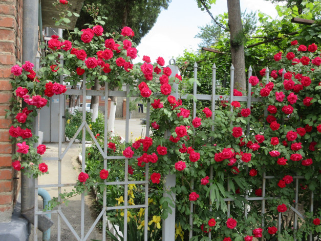 Обои картинки фото цветы, розы, весна, 2018