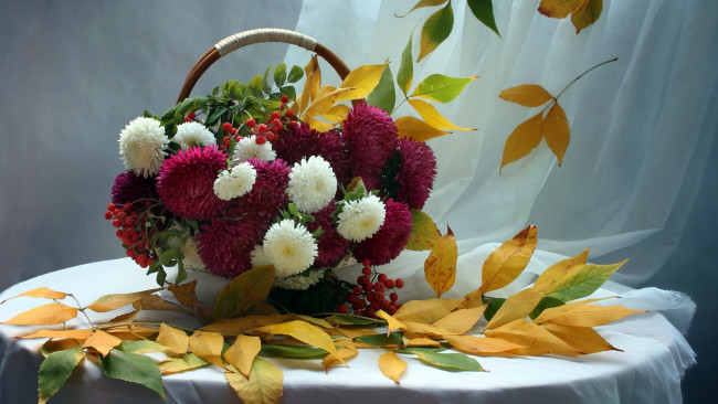 Обои картинки фото цветы, астры, листья