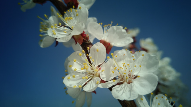 Обои картинки фото цветы, цветущие деревья ,  кустарники, весна, 2018