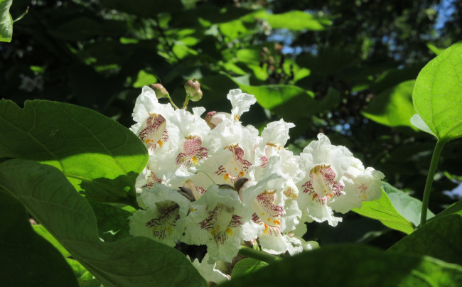 Обои картинки фото цветы, цветущие деревья ,  кустарники, лето, 2018