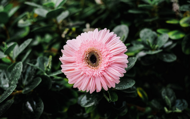 Обои картинки фото цветы, герберы, розовый