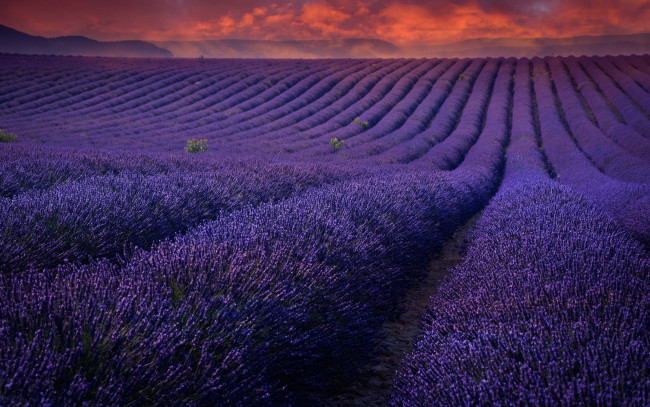 Обои картинки фото цветы, лаванда, закат, ряды, поле