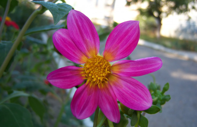 Обои картинки фото цветы, георгины, розовый