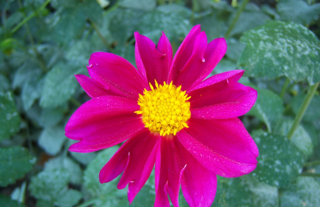 Обои картинки фото цветы, георгины, розовый, цвет