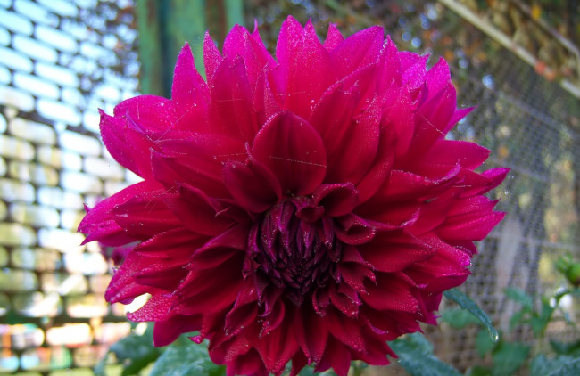 Обои картинки фото цветы, георгины, клумба