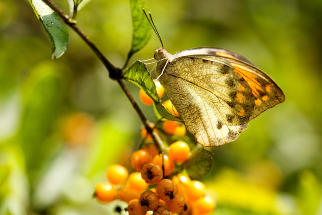 Обои картинки фото животные, бабочки,  мотыльки,  моли, плоды, ветка, фон, бабочка, макро, ягоды, насекомое