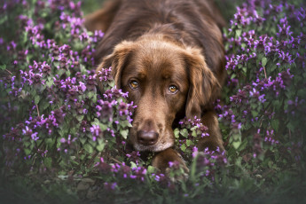 Картинка животные собаки собака