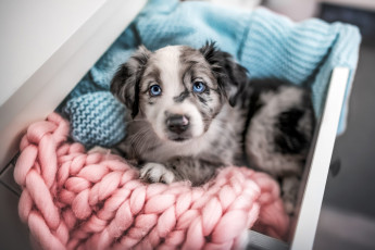 Картинка животные собаки собака