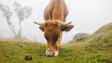 обоя животные, коровы,  буйволы, корова