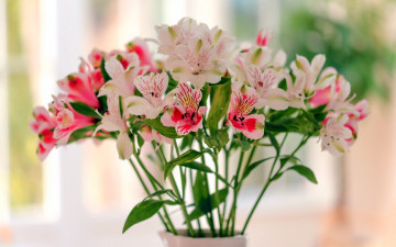 обоя цветы, альстромерия, разноцветная, букет