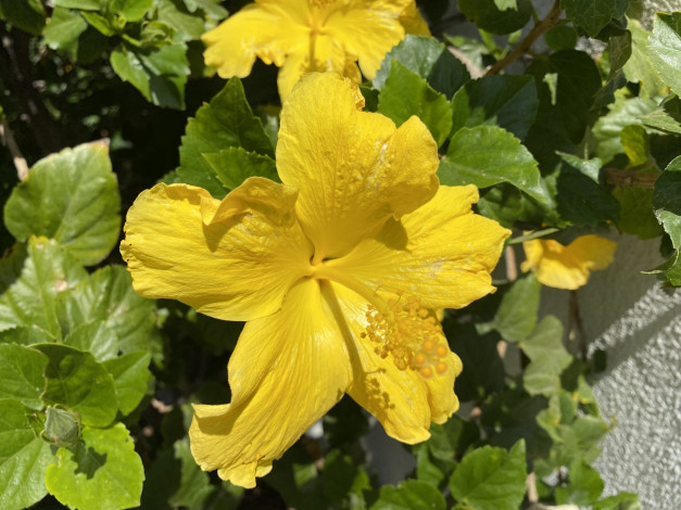 Обои картинки фото цветы, гибискусы, желтый, гибискус, макро