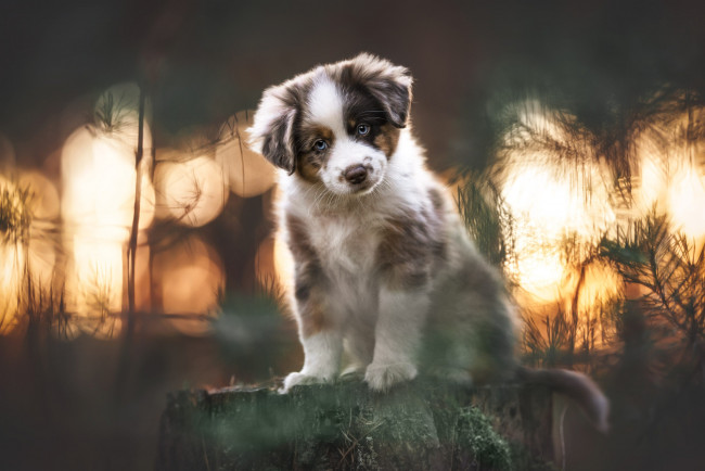 Обои картинки фото животные, собаки, собака