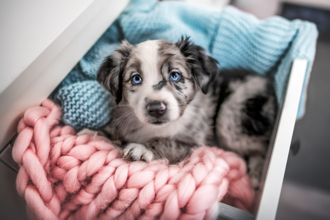 Обои картинки фото животные, собаки, собака