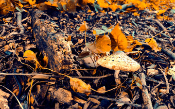 обоя природа, грибы, осень, листья, гриб, поганка, палки
