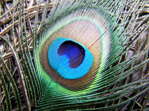 Картинка feather разное