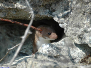 Картинка горностай животные хорьки ласки соболи горностаи куницы