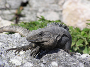 Картинка iguane животные Ящерицы игуаны вараны