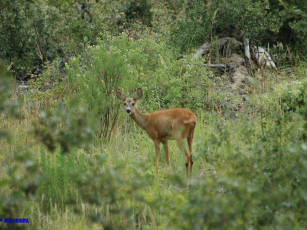 Картинка животные олени