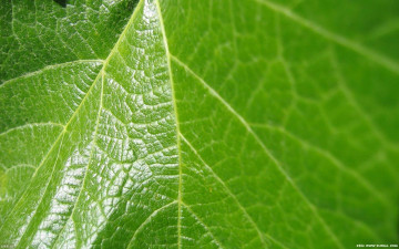 Картинка природа листья