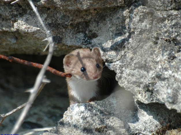 Обои картинки фото горностай, животные, хорьки, ласки, соболи, горностаи, куницы