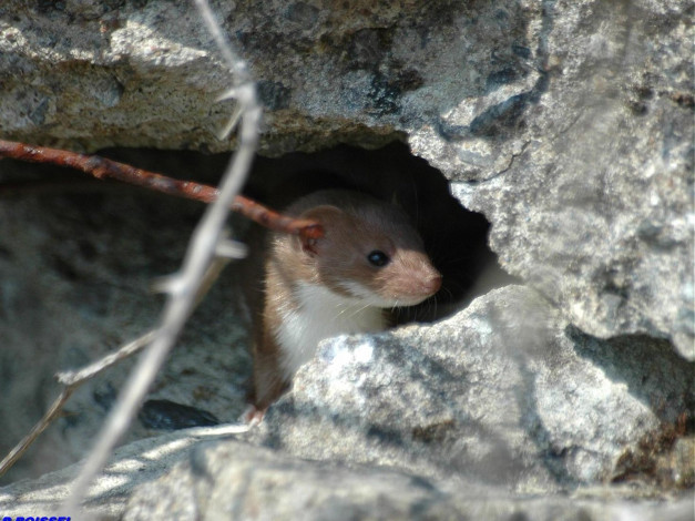 Обои картинки фото горностай, животные, хорьки, ласки, соболи, горностаи, куницы