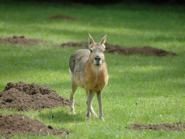 Обои картинки фото mara, животные, мары