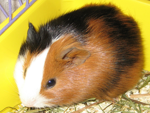 Обои картинки фото животные, морские, свинки, хомяки