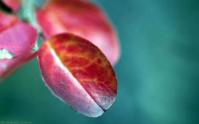 Обои картинки фото природа, листья