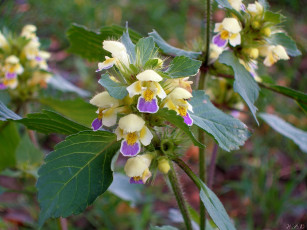 Картинка цветы луговые полевые