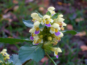 Картинка цветы луговые полевые