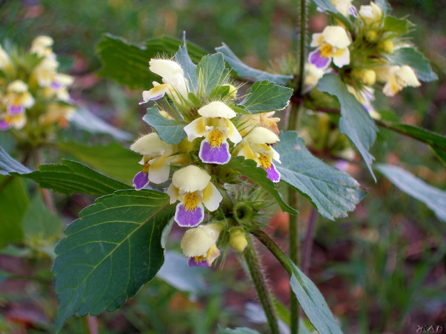 Обои картинки фото цветы, луговые, полевые
